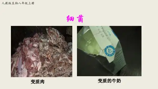 人教版生物八年级上第四章第二节《细菌》【课件】(共19张PPT)