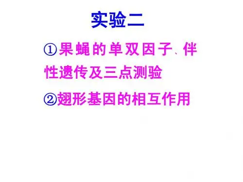 Exp03-5 果蝇杂交