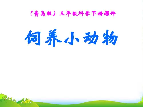 三年级科学下册 饲养小动物2课件 青岛