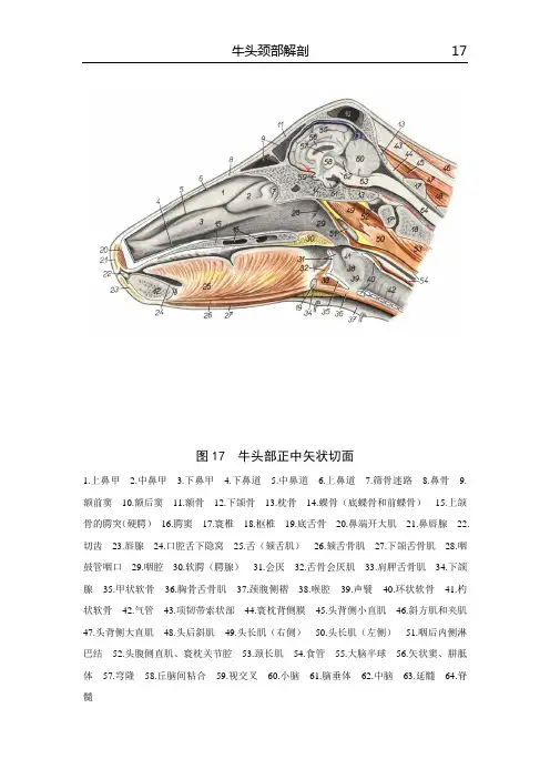 牛头颈部解剖2
