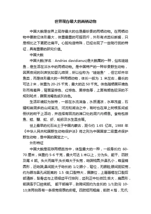 世界现存最大的两栖动物