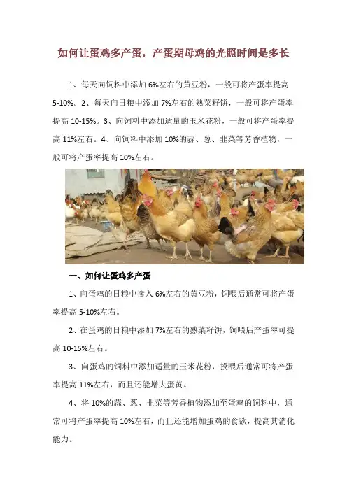 如何让蛋鸡多产蛋,产蛋期母鸡的光照时间是多长