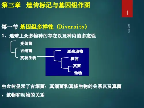 遗传标记与作图ppt课件