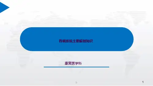 吞咽系统解剖ppt课件