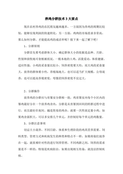 养鸡分群技术3大要点