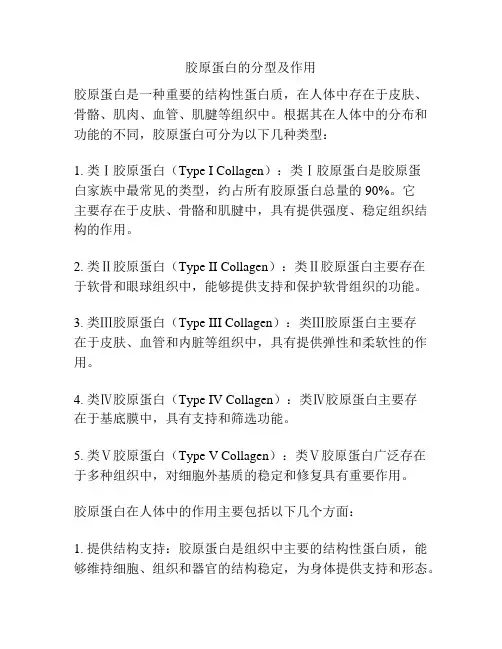 胶原蛋白的分型及作用