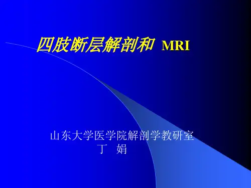 四肢断层解剖