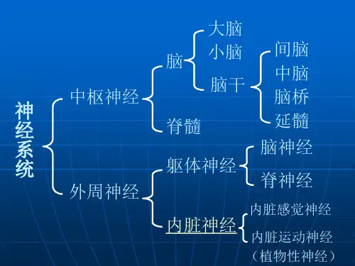 畜禽解剖生理第11章 中枢神经系统