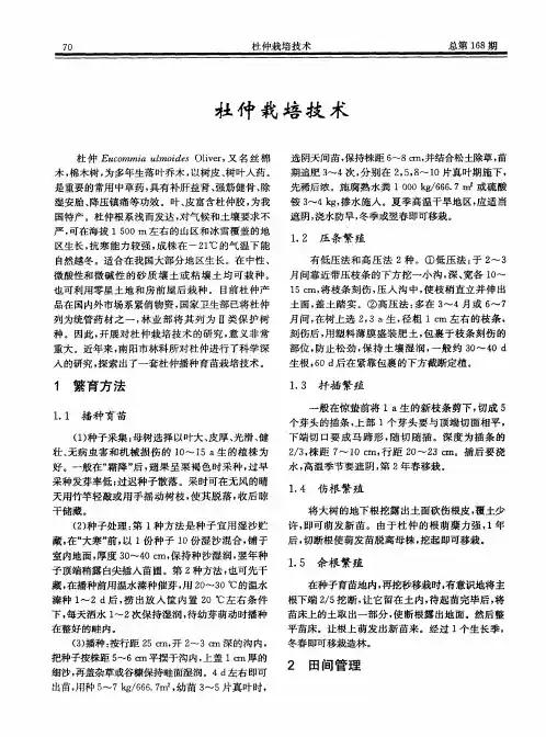 杜仲栽培技术