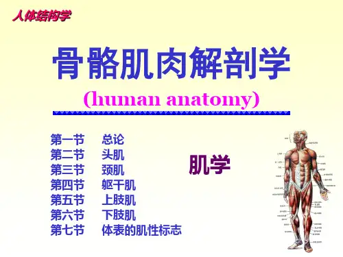 骨骼肌肉解剖学——肌学