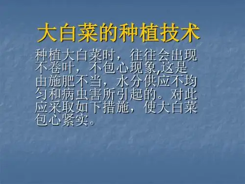 大白菜的种植技术PPT