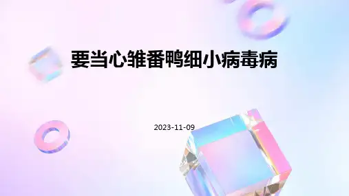要当心雏番鸭细小病毒病