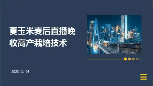 夏玉米麦后直播晚收高产栽培技术