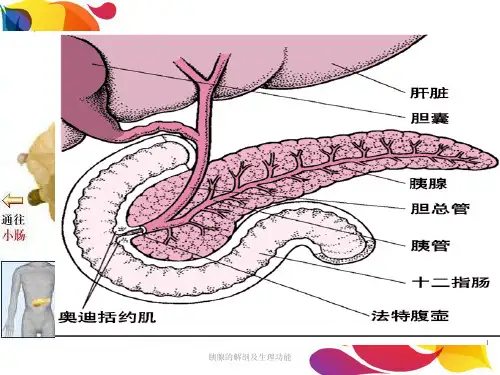 胰腺的解剖及生理功能经典实用