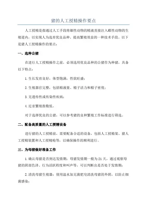 猪的人工授精操作要点