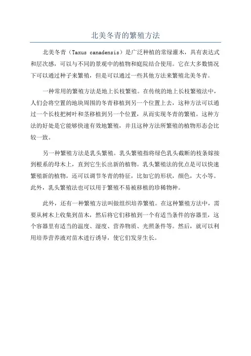 北美冬青的繁殖方法