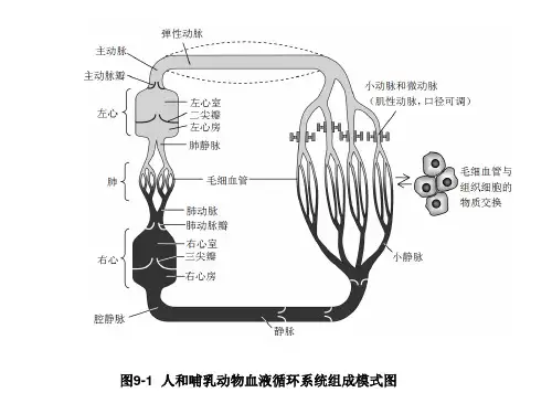 工作心肌细胞的动作电位