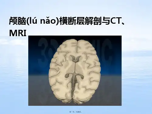 断层解剖学头部课件