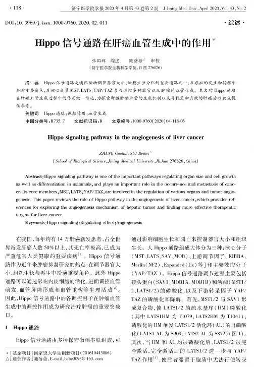 hippo信号通路在肝癌血管生成中的作用