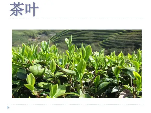 茶叶的病虫害防治PPT课件
