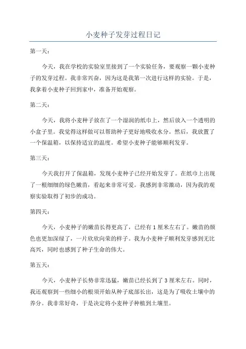 小麦种子发芽过程日记