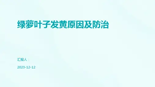 绿萝叶子发黄原因及防治