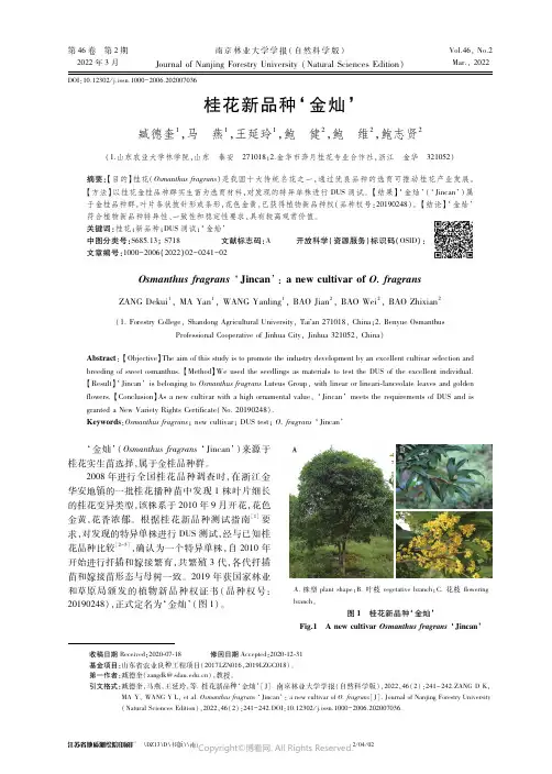 桂花新品种‘金灿’