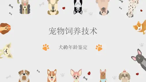 宠物犬的饲养—犬的外貌鉴定