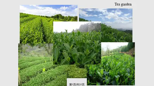 茶叶介绍——英文PPT课件