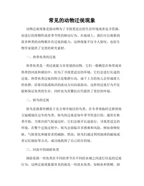 常见的动物迁徙现象