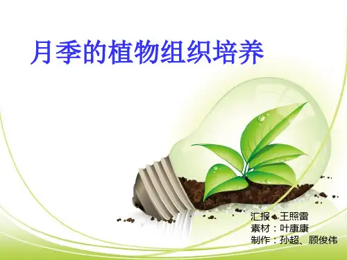 月季花的组织培养知识讲解