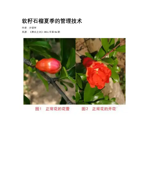 软籽石榴夏季的管理技术 