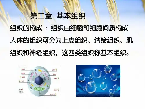 第二章基本组织