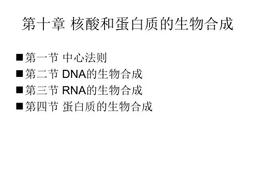 核酸和蛋白质的生物合成
