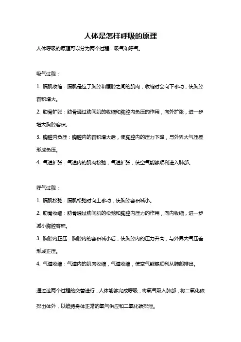 人体是怎样呼吸的原理