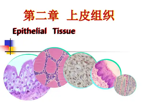 上皮组织