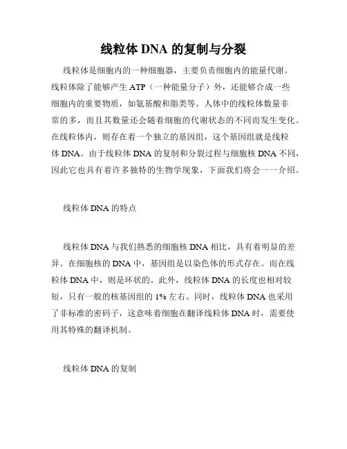 线粒体 DNA 的复制与分裂