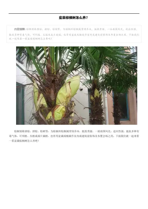 盆栽棕榈树怎么养