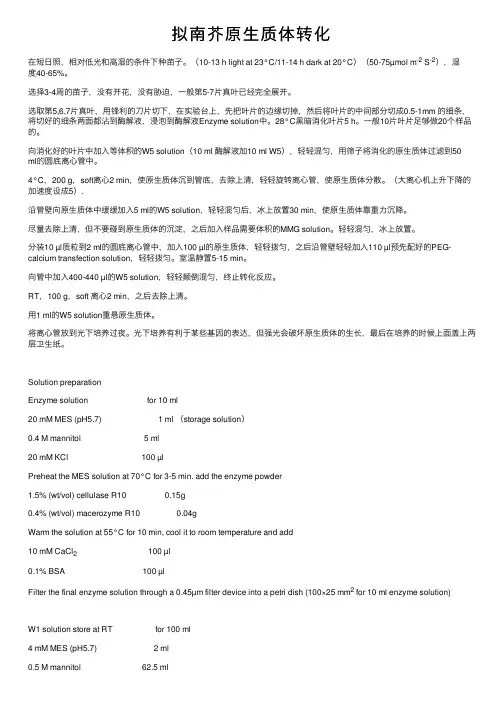 拟南芥原生质体转化