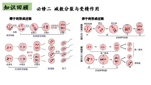 【公开课】胚胎工程(第1课时)胚胎工程的理论基础1课件高二下学期生物人教版(2019)选择性必修3