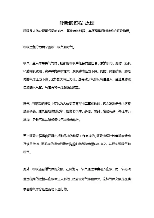 呼吸的过程 原理