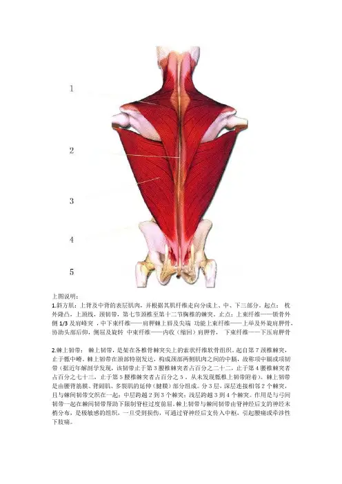 最全肌肉部位详细图解
