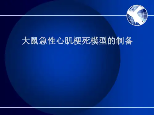 大鼠急性心肌梗死模型的制备