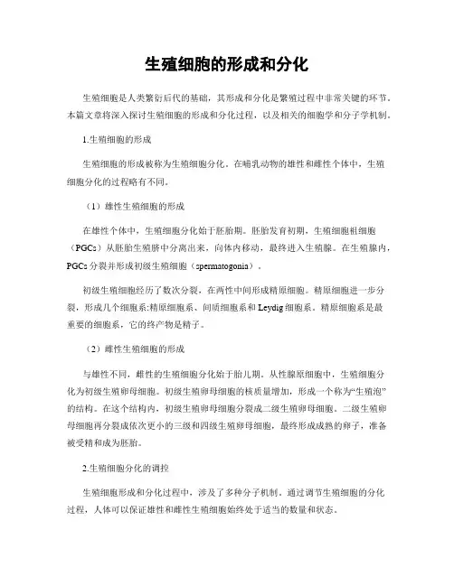 生殖细胞的形成和分化