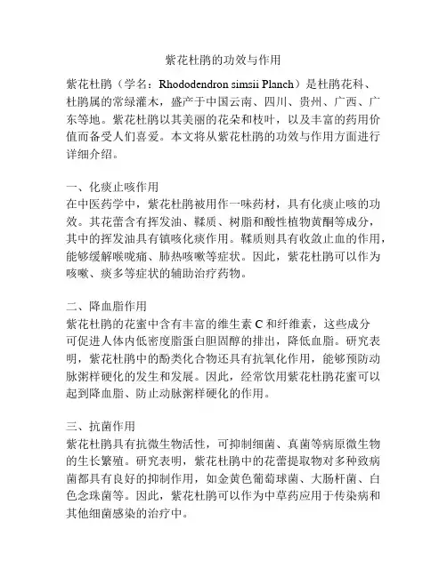 紫花杜鹃的功效与作用