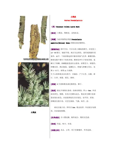 常见中草药—皮类