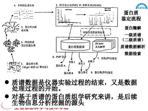 第二章  4 蛋白质鉴定技术--质谱数据分析 end 2