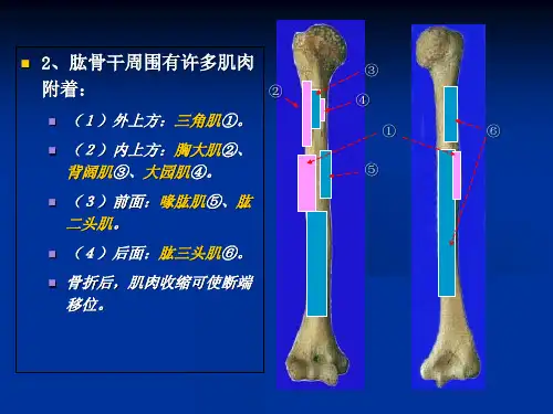 伤科肱骨干骨折PPT课件