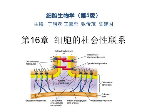 细胞生物学(第五版)-第16章 细胞的社会联系