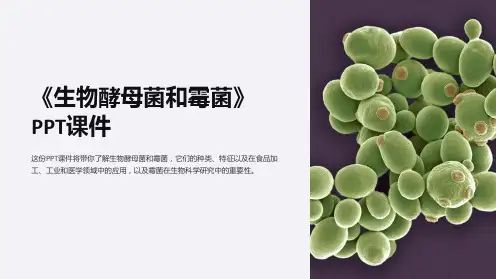《生物酵母菌和霉菌》课件